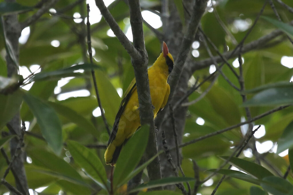 Black-naped Oriole