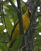 Black-naped Oriole