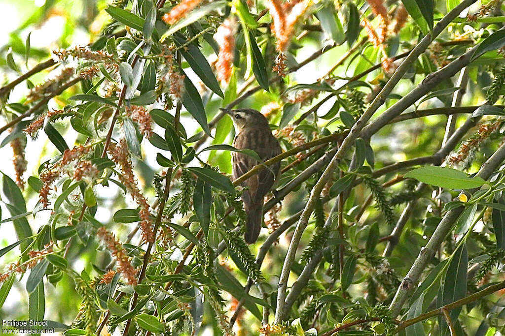 Moustached Warbleradult, aspect