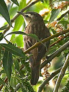 Moustached Warbler