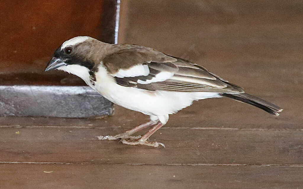 White-browed Sparrow-Weaver