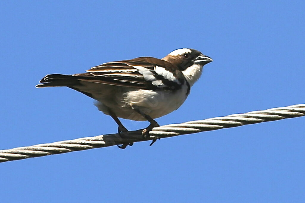 White-browed Sparrow-Weaver