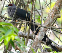 Green-billed Malkoha