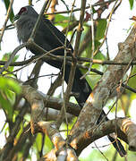 Green-billed Malkoha