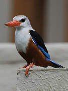 Grey-headed Kingfisher