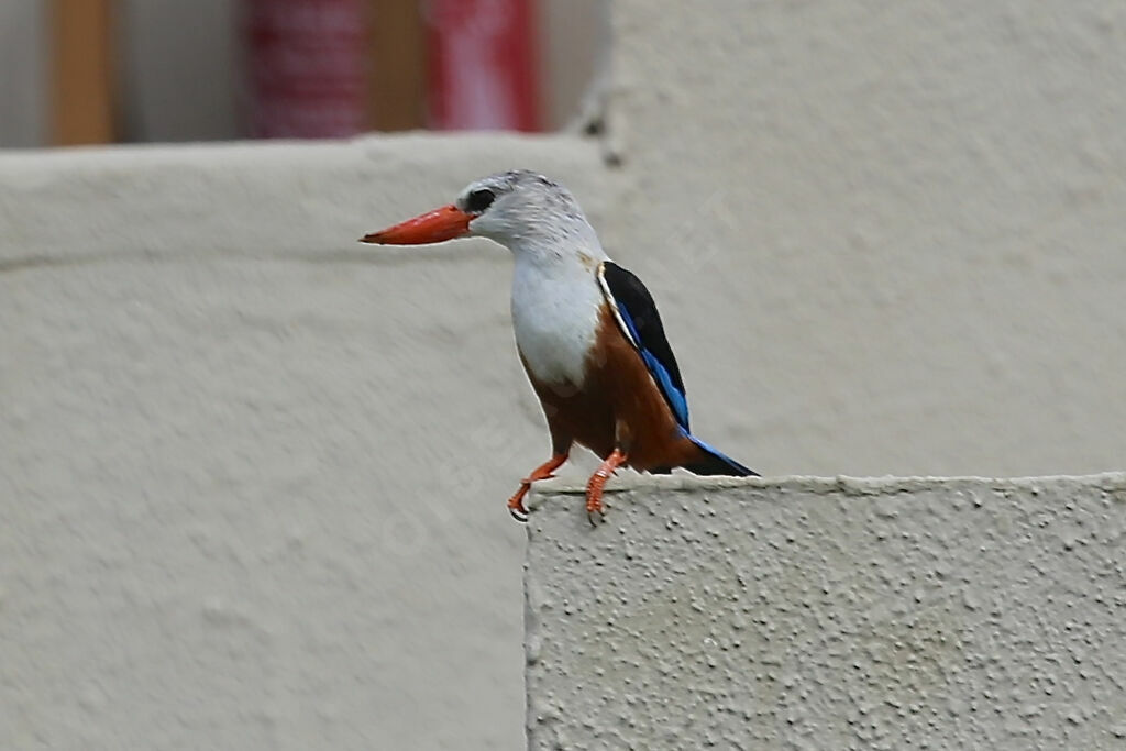 Grey-headed Kingfisher