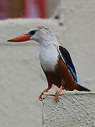 Grey-headed Kingfisher