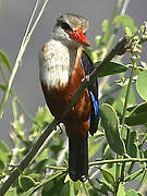 Grey-headed Kingfisher