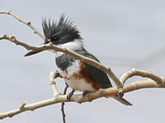 Belted Kingfisher