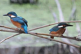 Common Kingfisher