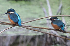 Common Kingfisher