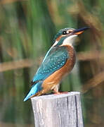 Common Kingfisher