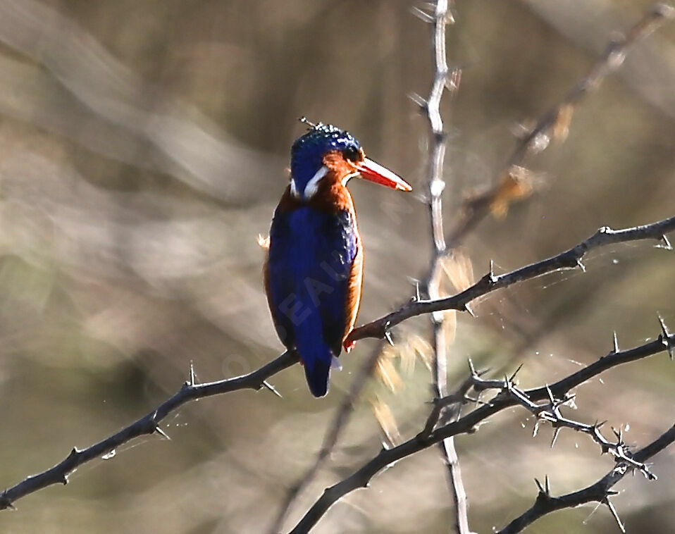Malachite Kingfisher