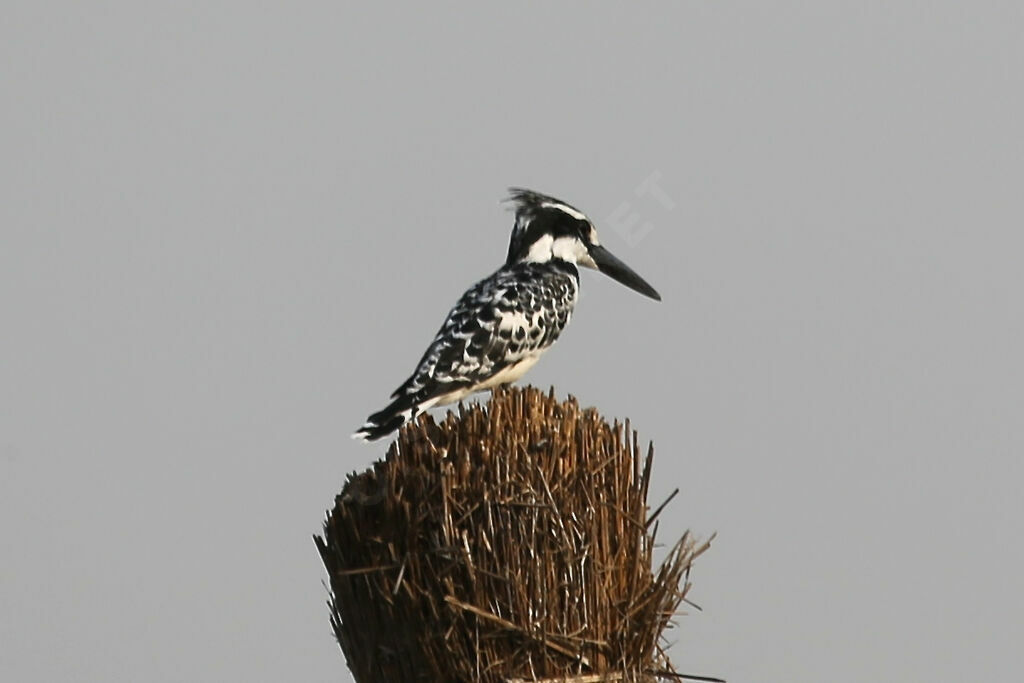 Martin-pêcheur pie