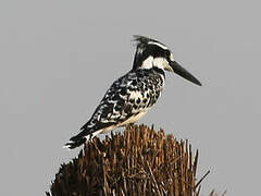 Pied Kingfisher