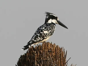 Martin-pêcheur pie