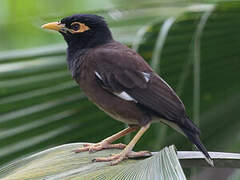 Common Myna