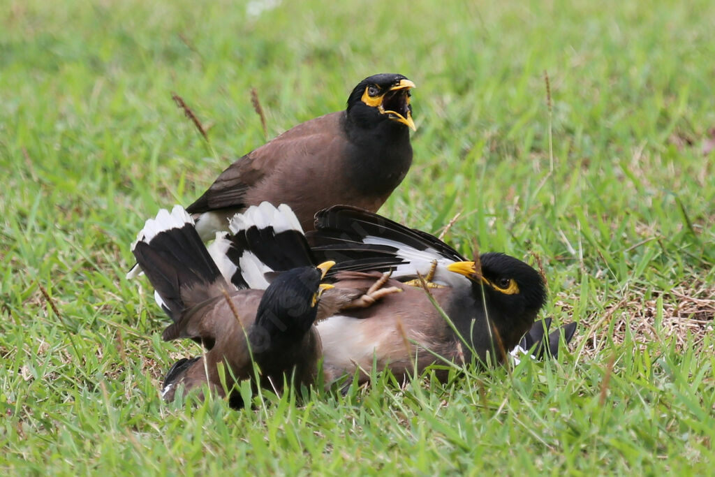 Common Myna