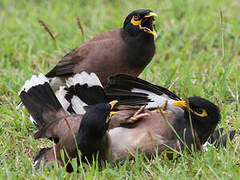 Common Myna