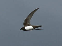 Alpine Swift