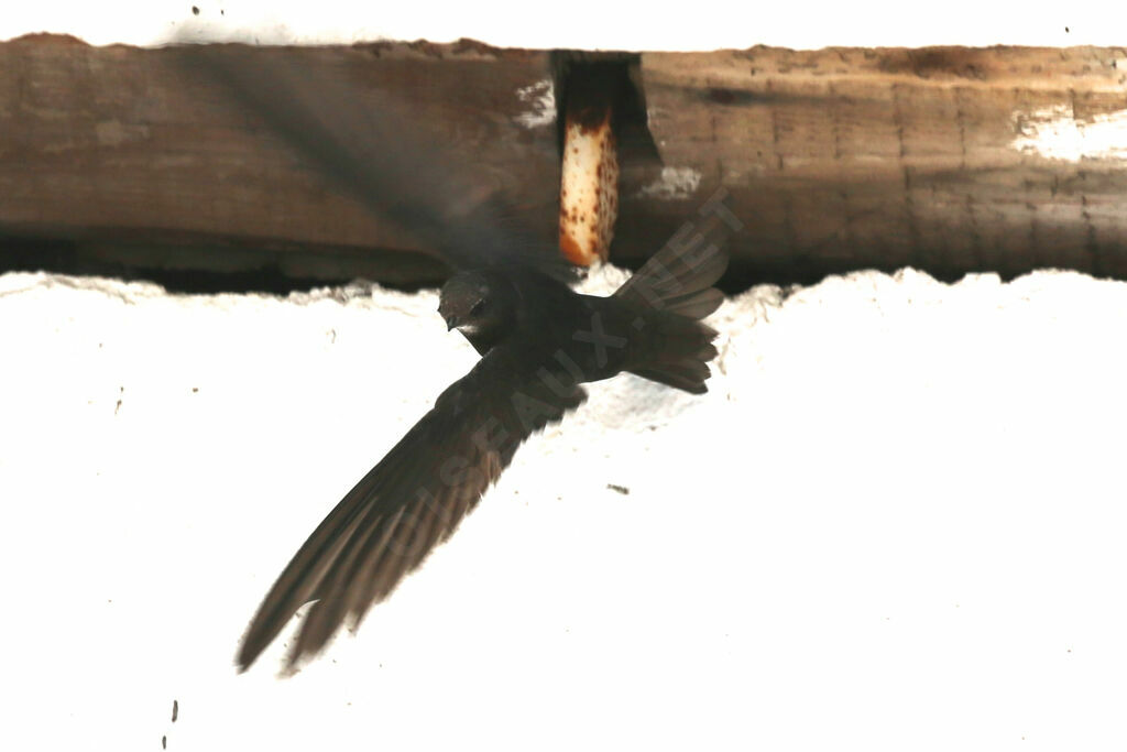 Common Swift