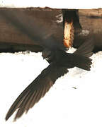 Common Swift