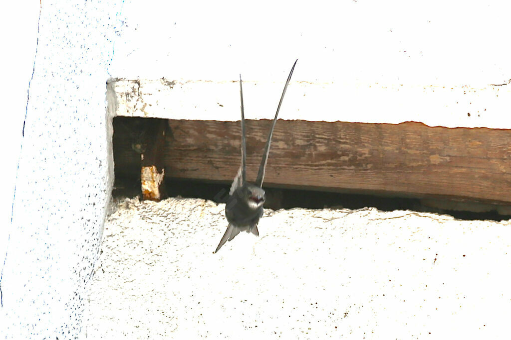 Common Swift