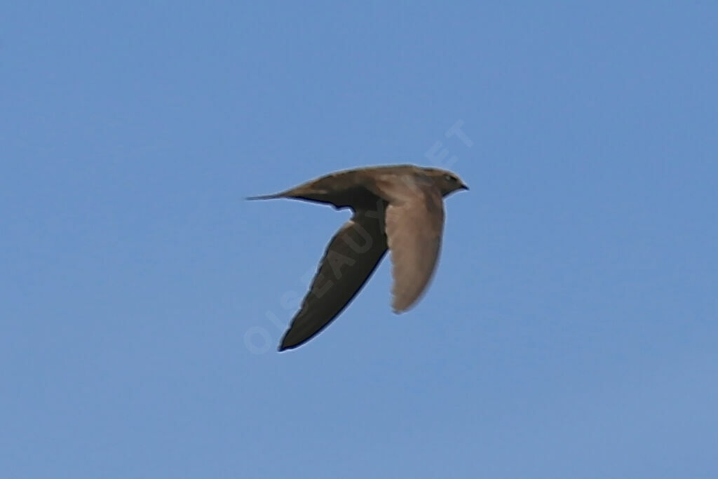 Common Swift