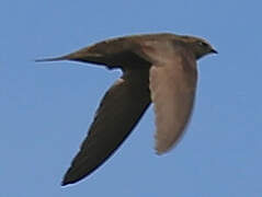 Common Swift