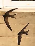 Common Swift