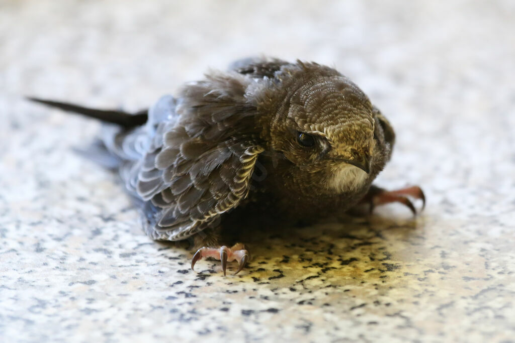 Pallid Swiftjuvenile