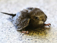 Pallid Swift