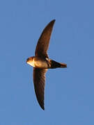 Antillean Palm Swift