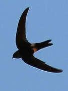 Antillean Palm Swift