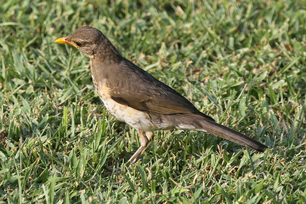 African Thrush