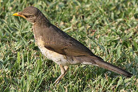 African Thrush