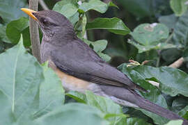 African Thrush