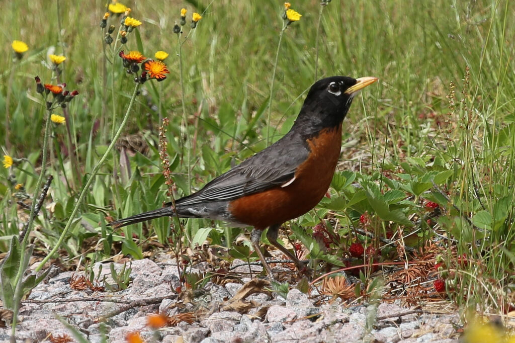 American Robin