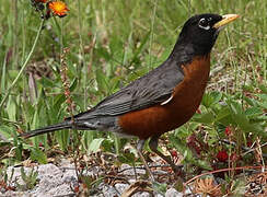 American Robin