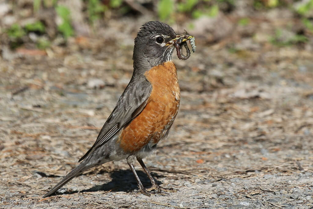 American Robinadult, feeding habits