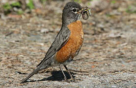 American Robin