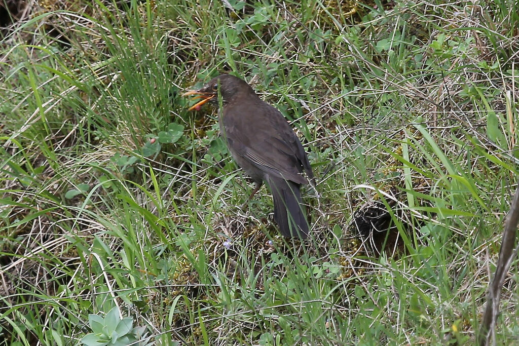 Common Blackbird