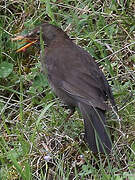 Common Blackbird