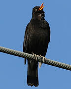 Common Blackbird