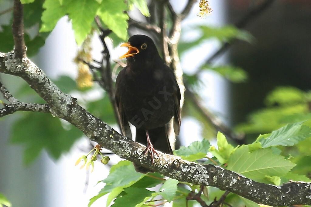 Common Blackbird