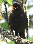 Common Blackbird