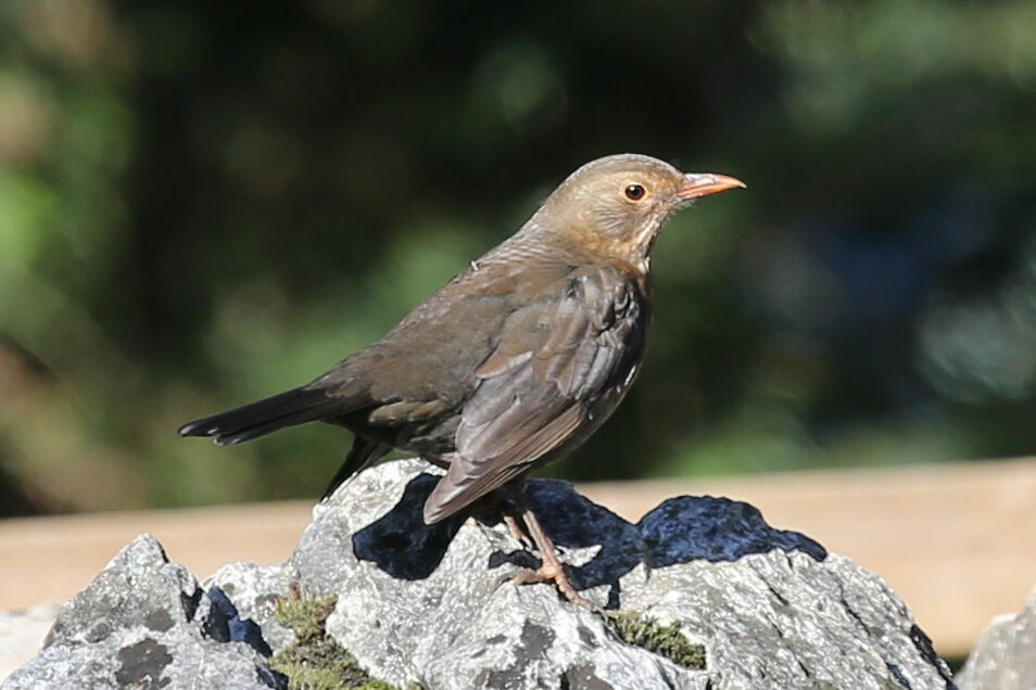 Common Blackbird