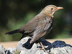 Common Blackbird