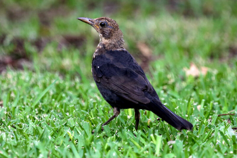 Common Blackbirdimmature