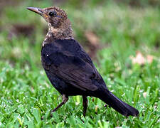 Common Blackbird